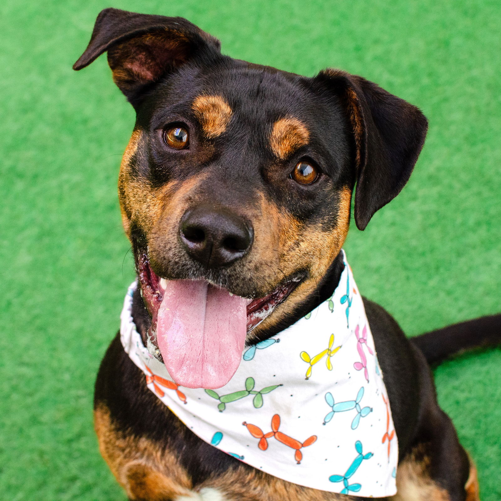 adoptable Dog in Burlingame, CA named Juni