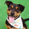 adoptable Dog in  named Juni