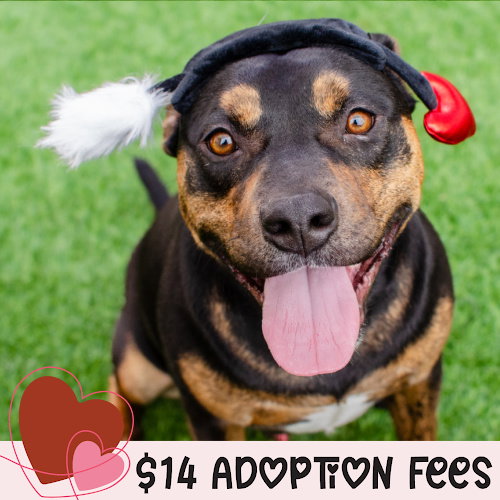 JUNI - Pit Bull Terrier available for adoption