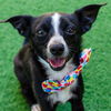 adoptable Dog in burlingame, CA named McFly
