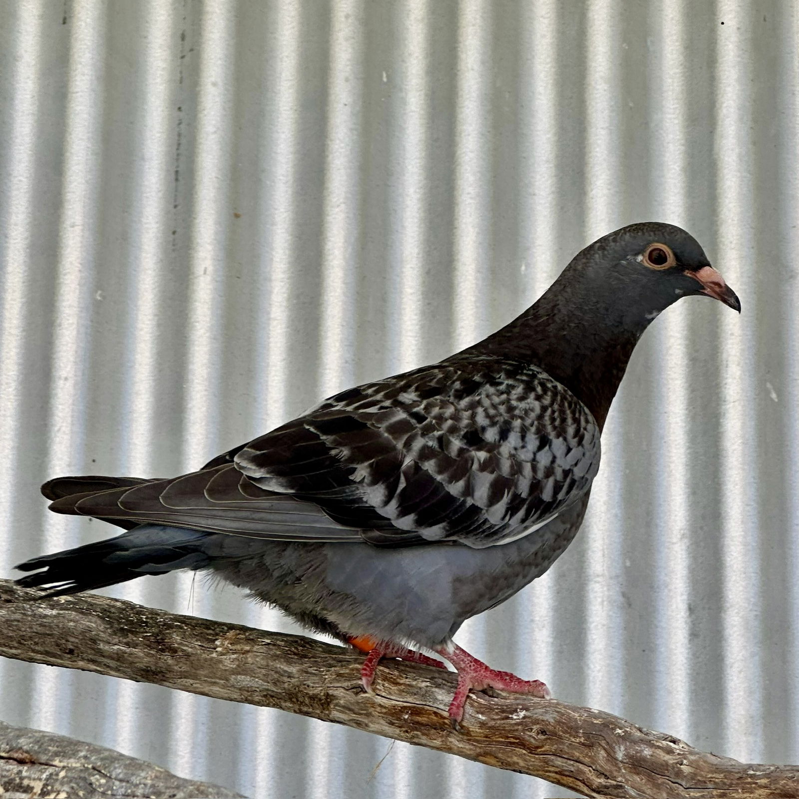adoptable Bird in Burlingame, CA named Petrie