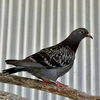 adoptable Bird in  named Petrie