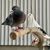 Petrie & Rascal - Photo 2