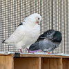 Petrie & Rascal - Photo 3