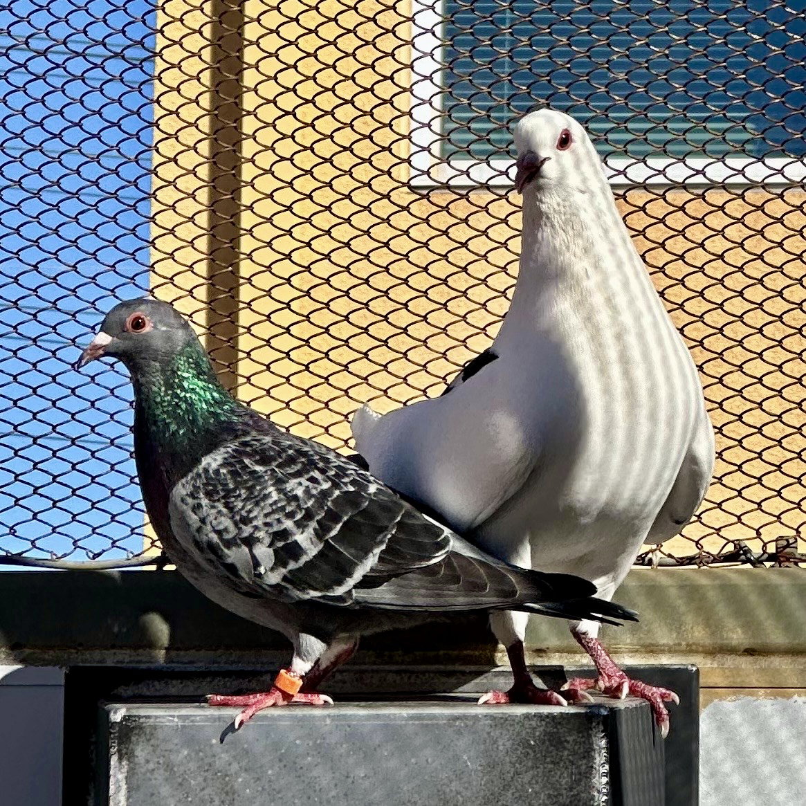 Petrie & Rascal Image