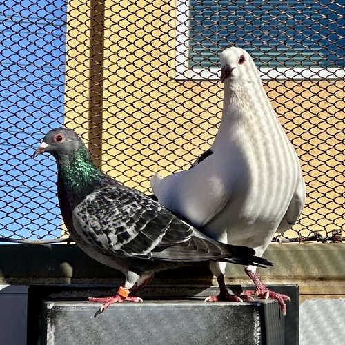 PETRIE & RASCAL - Pigeon available for adoption