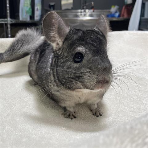 adoptable Chinchilla in Burlingame, CA named Coco and Corn