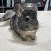 adoptable Chinchilla in  named Coco and Corn