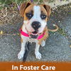 adoptable Dog in  named Anna