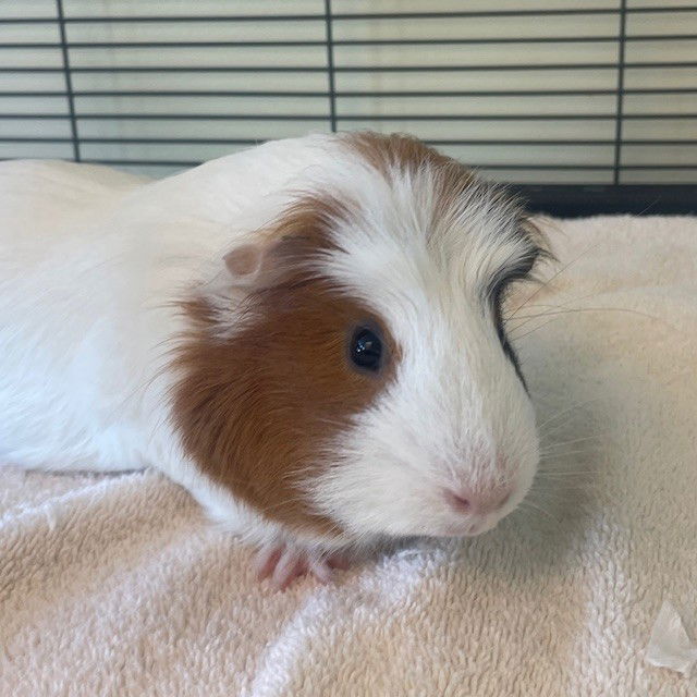 adoptable Guinea Pig in Burlingame, CA named Pancake (M)