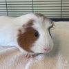 adoptable Guinea Pig in  named Pancake (M)