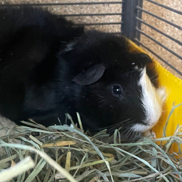 adoptable Guinea Pig in Burlingame, CA named Hammy (M)