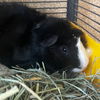 adoptable Guinea Pig in  named Hammy (M)