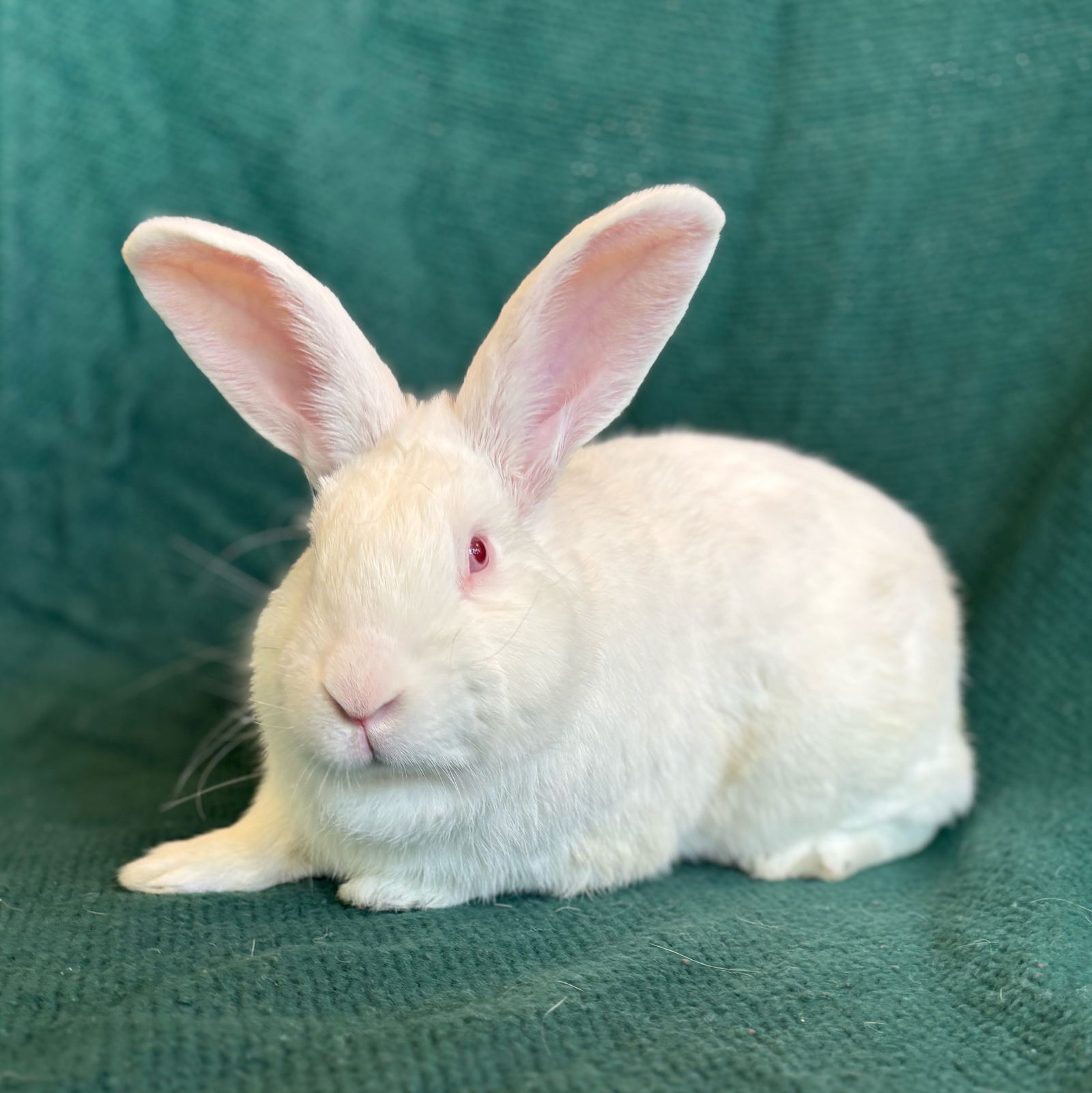 adoptable Rabbit in Burlingame, CA named Wellington