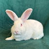 adoptable Rabbit in burlingame, CA named Wellington