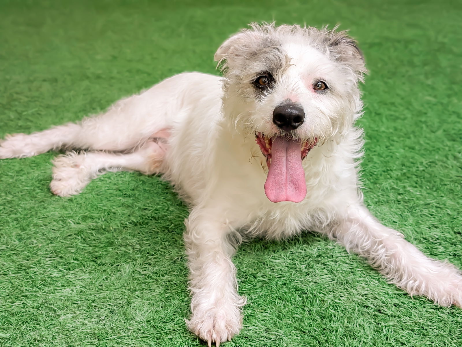 adoptable Dog in Burlingame, CA named Mac