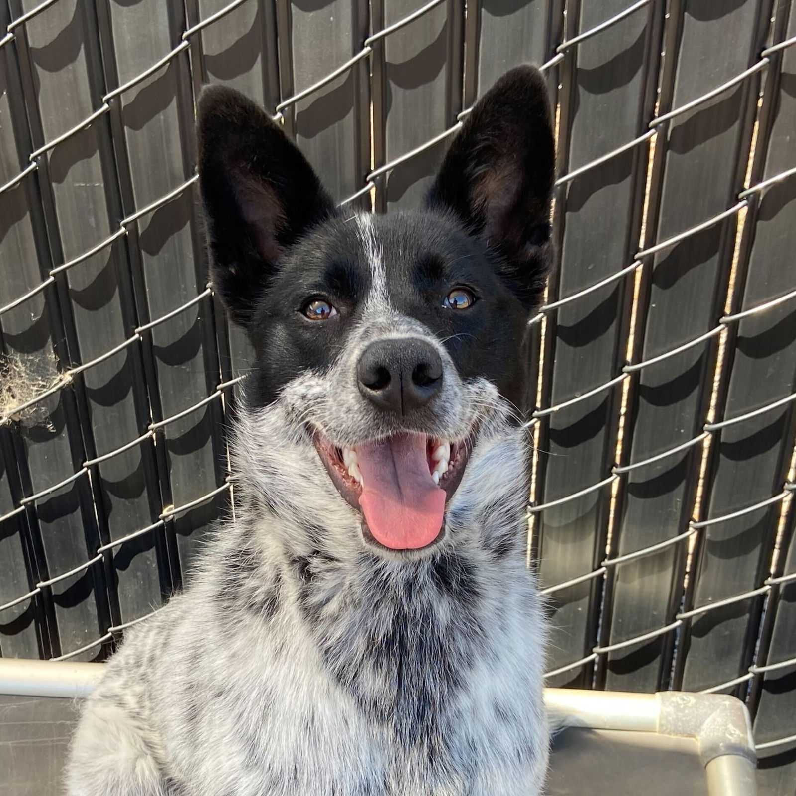adoptable Dog in Burlingame, CA named Blouie