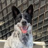 adoptable Dog in Burlingame, CA named Blouie