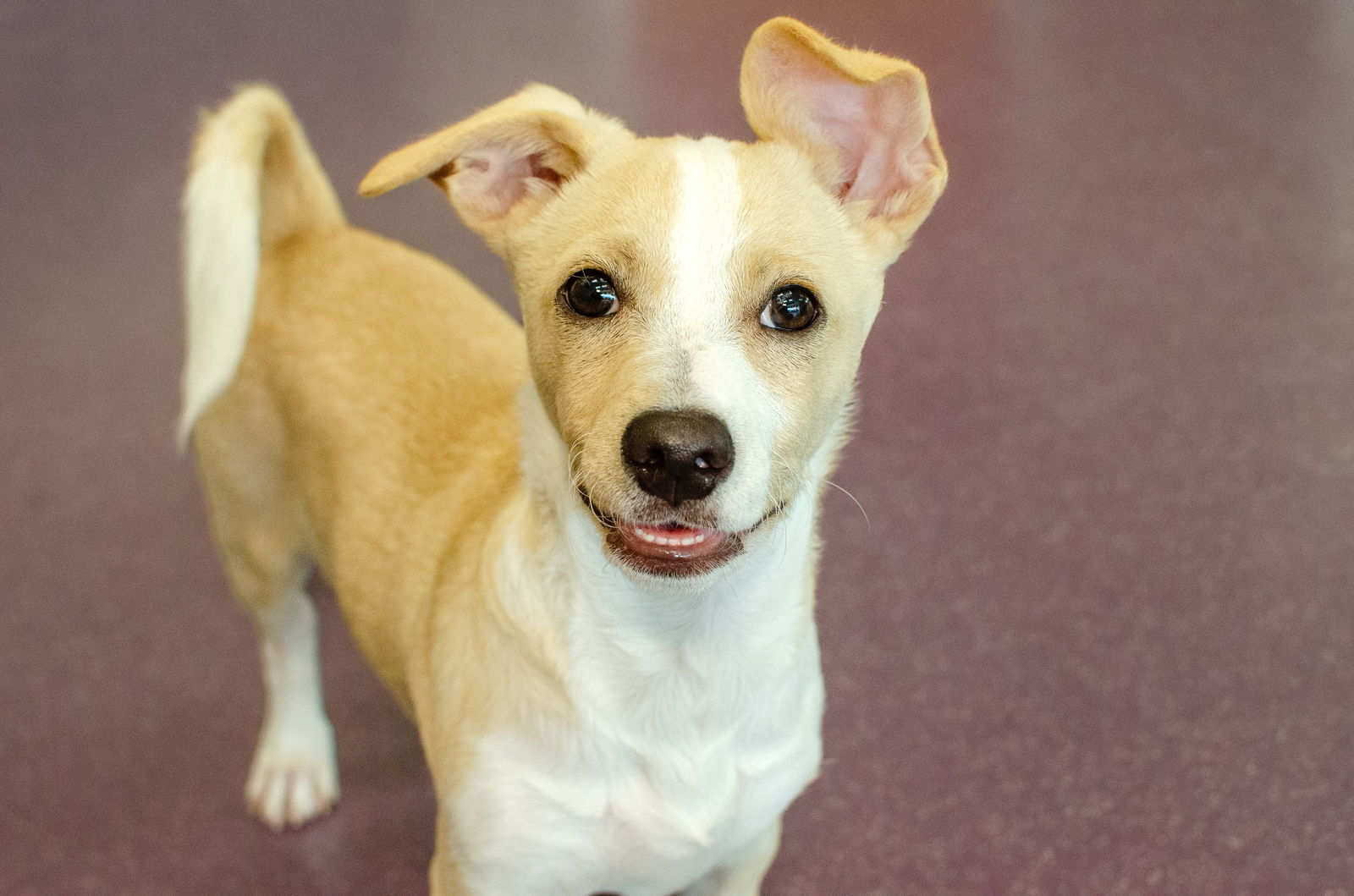adoptable Dog in Burlingame, CA named Duckie the Puppy!