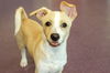 adoptable Dog in  named Duckie the Puppy!