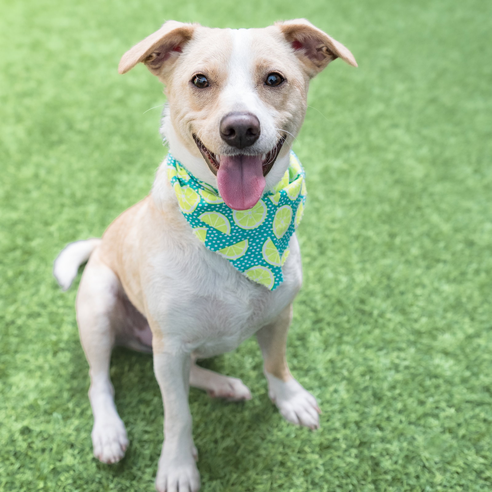 Dog Adoption - Peninsula Humane Society & SPCA in Burlingame, CA