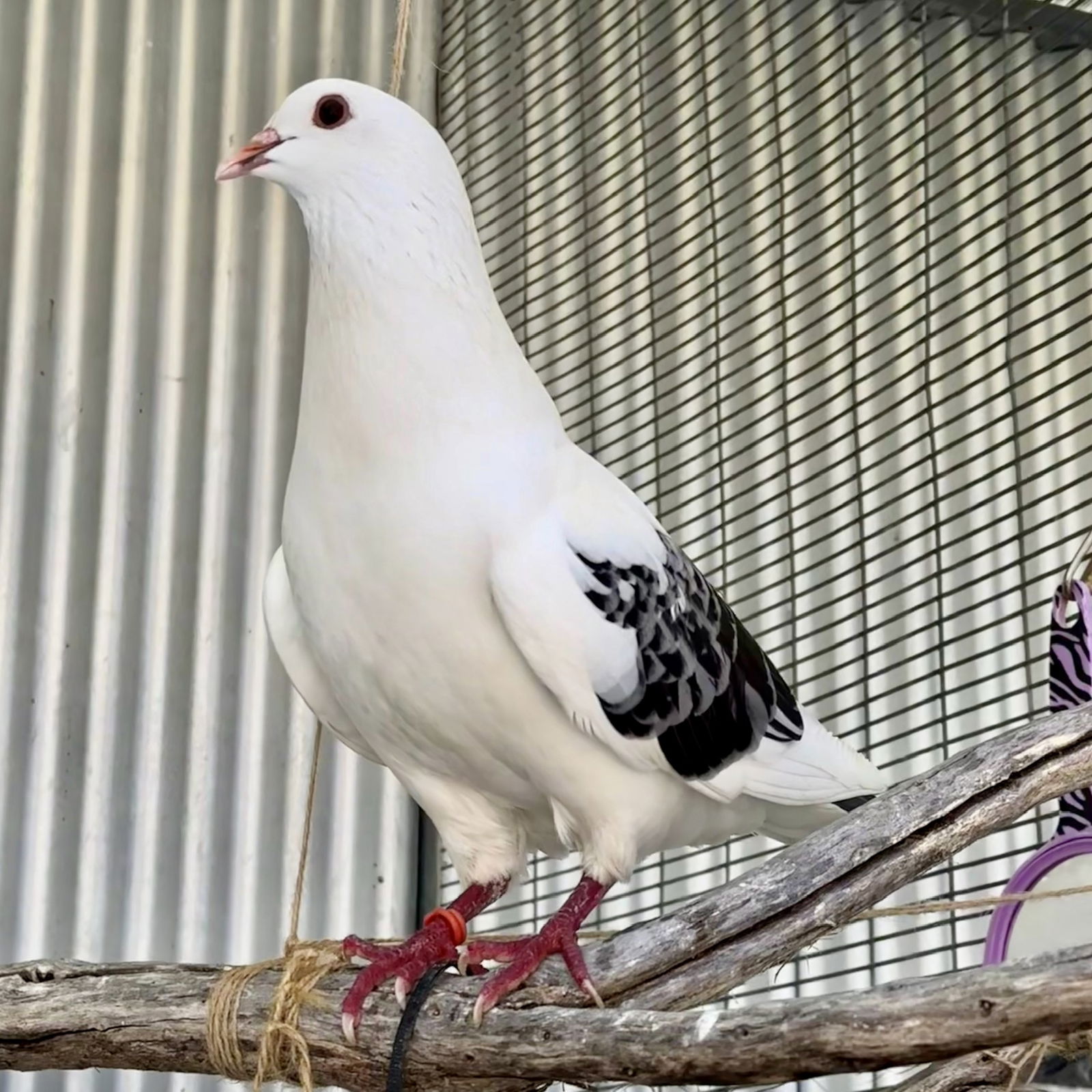 adoptable Bird in Burlingame, CA named Rascal