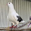 adoptable Bird in  named Rascal