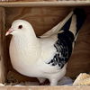 adoptable Bird in  named Rascal
