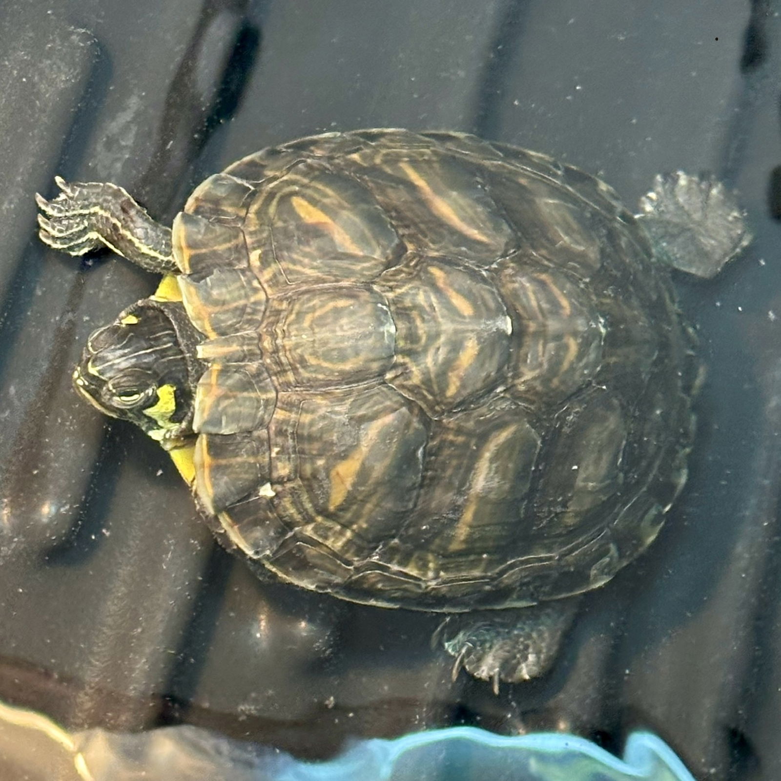 adoptable Turtle in Burlingame, CA named Daffodil