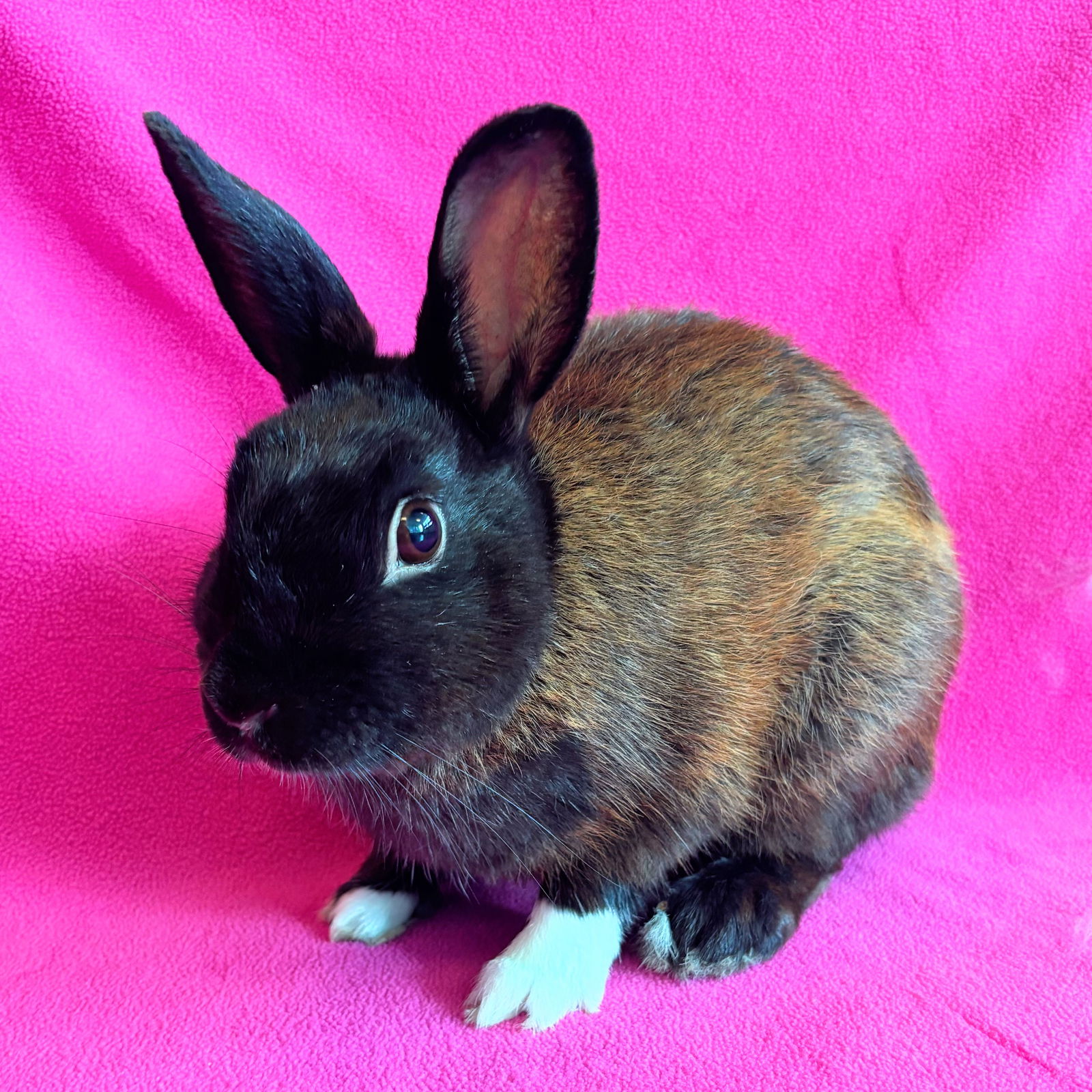 adoptable Rabbit in Burlingame, CA named Mars