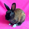 adoptable Rabbit in burlingame, CA named Mars