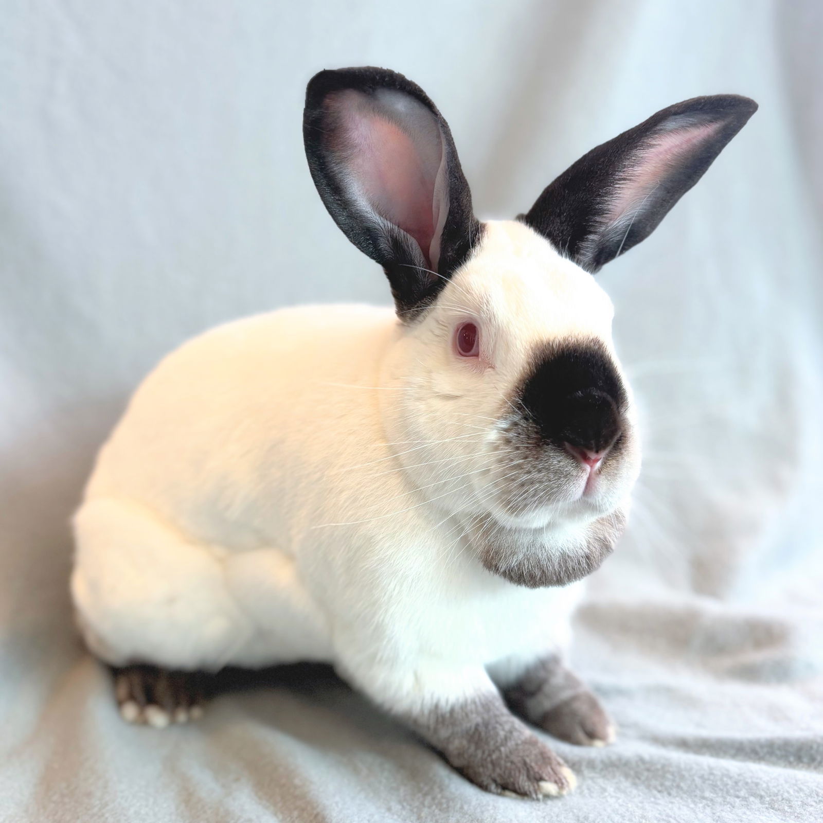 adoptable Rabbit in Burlingame, CA named Fernando