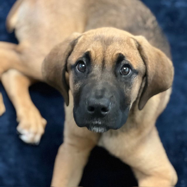 adoptable Dog in Burlingame, CA named Elvis the Puppy!