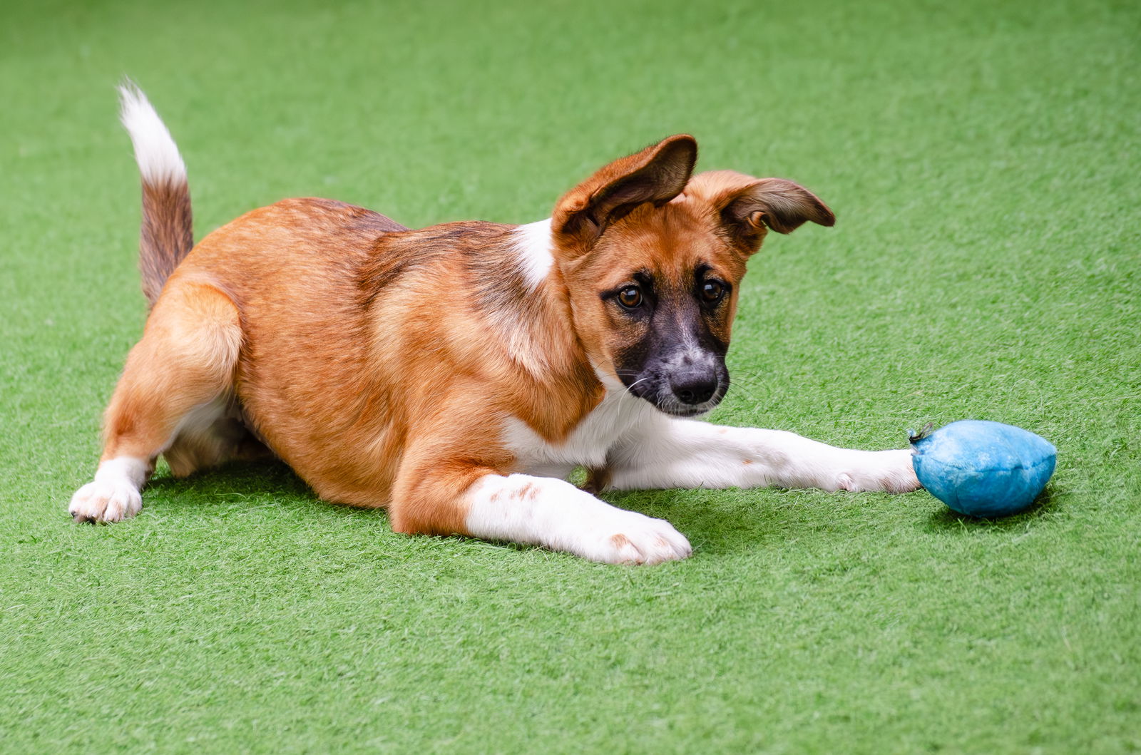 adoptable Dog in Burlingame, CA named Harlow the Puppy!
