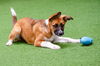 adoptable Dog in burlingame, CA named Harlow the Puppy!