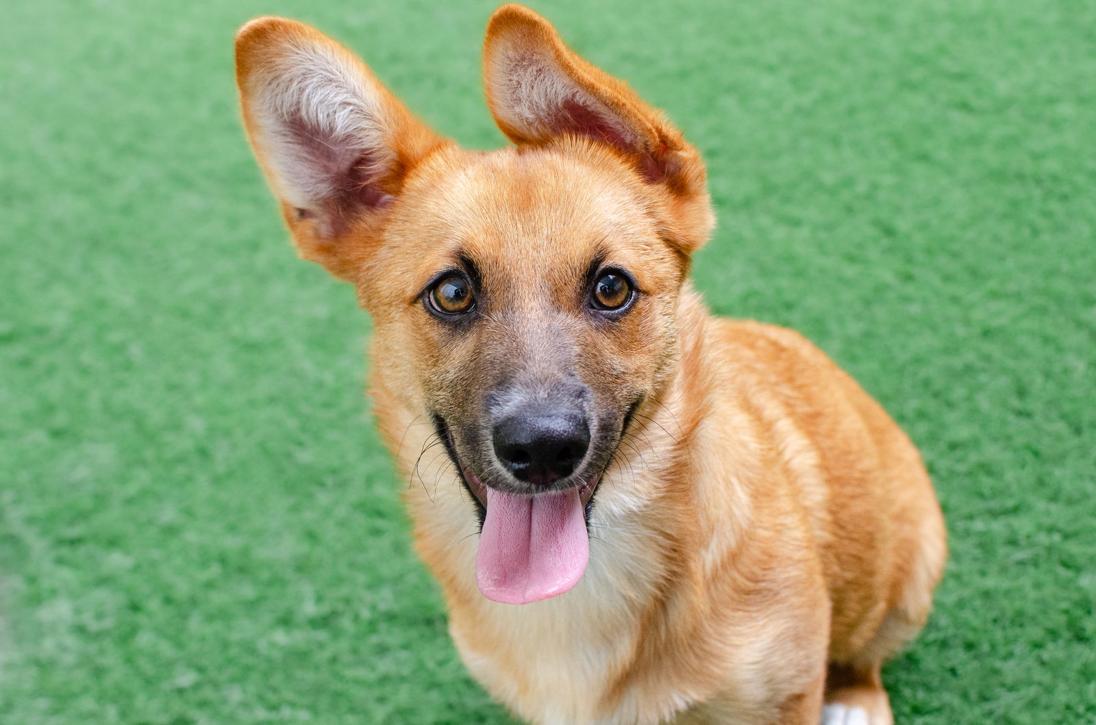 adoptable Dog in Burlingame, CA named Tess the Puppy!
