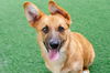 adoptable Dog in burlingame, CA named Tess the Puppy!