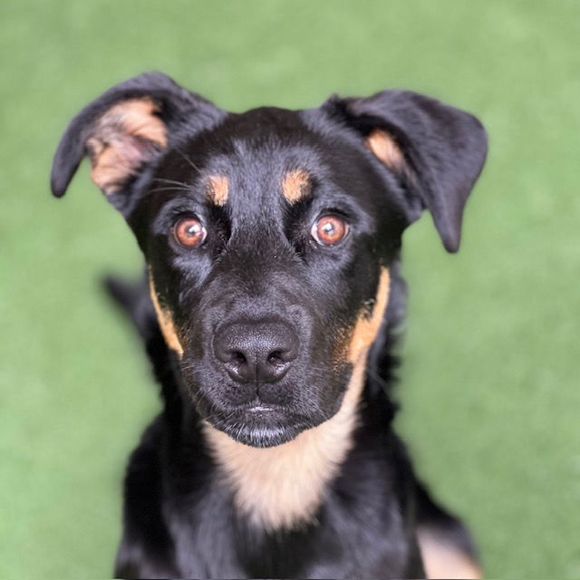 adoptable Dog in Burlingame, CA named Stella the Puppy!