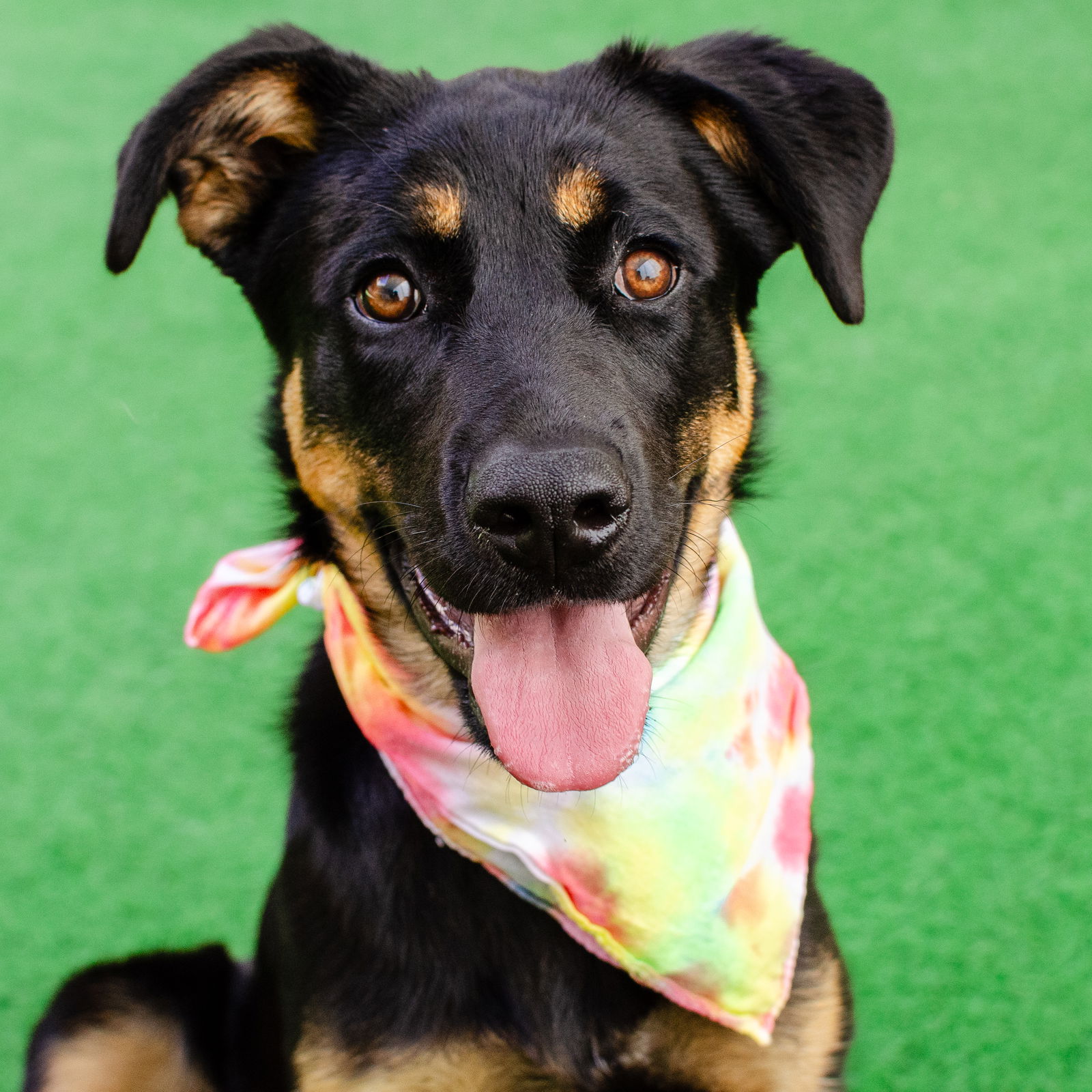 adoptable Dog in Burlingame, CA named Stella the Puppy!