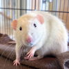 adoptable Guinea Pig in  named Cheddar the Rat!