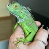 adoptable Iguana in burlingame, CA named Creature