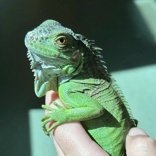 CREATURE - Iguana available for adoption
