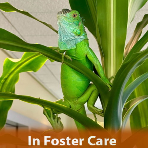 CREATURE - Iguana available for adoption