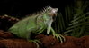 Creature - Photo 2