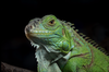 Creature - Photo 1