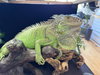 Creature - Photo 3