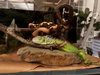 Creature - Photo 4