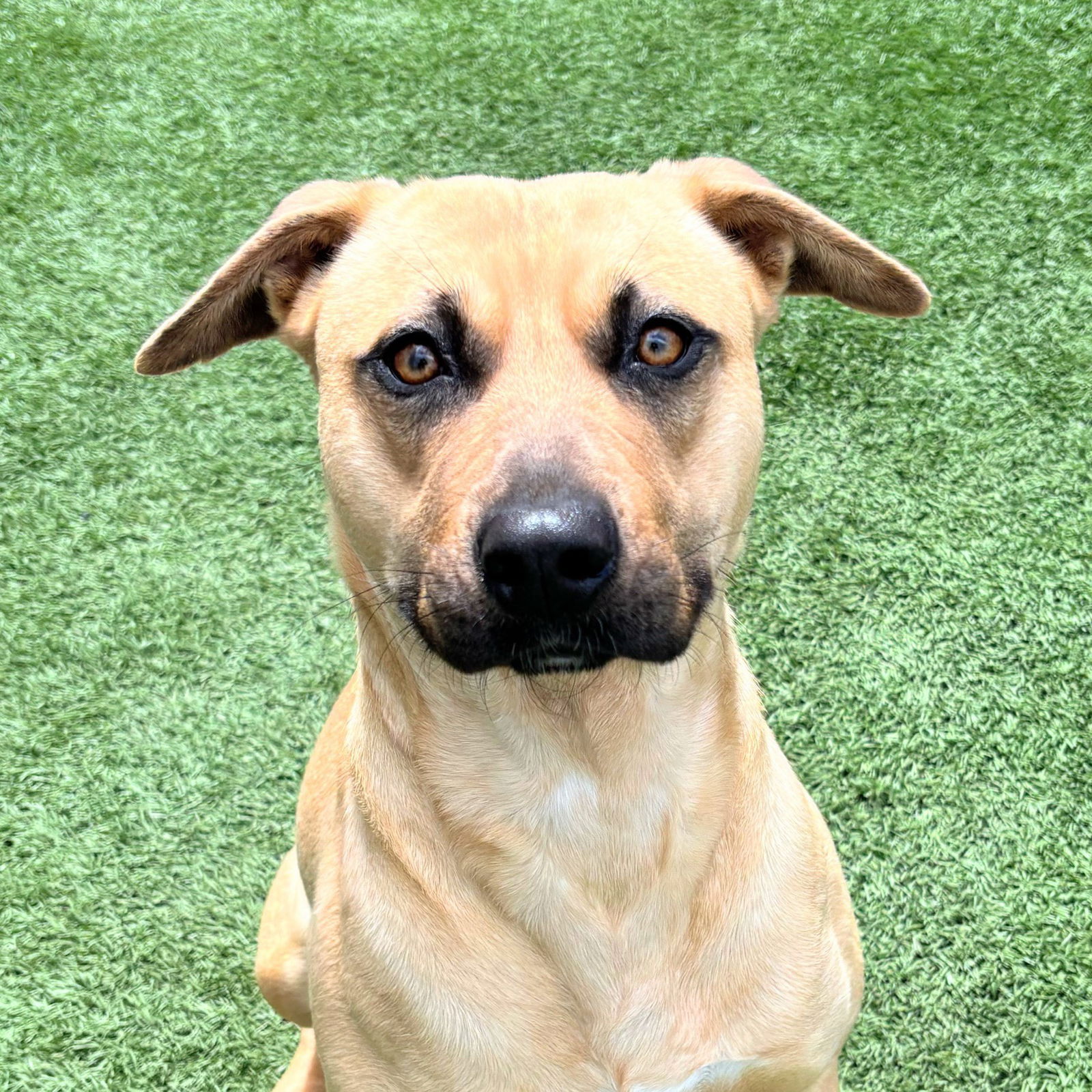 adoptable Dog in Burlingame, CA named Dahlia