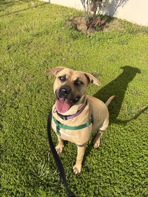 DAHLIA - Pit Bull Terrier / German Shepherd Dog available for adoption