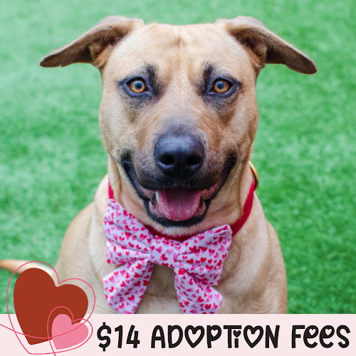 DAHLIA - Pit Bull Terrier / German Shepherd Dog available for adoption